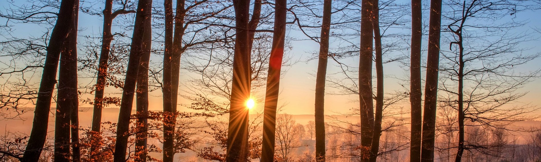 Trees in a sunset