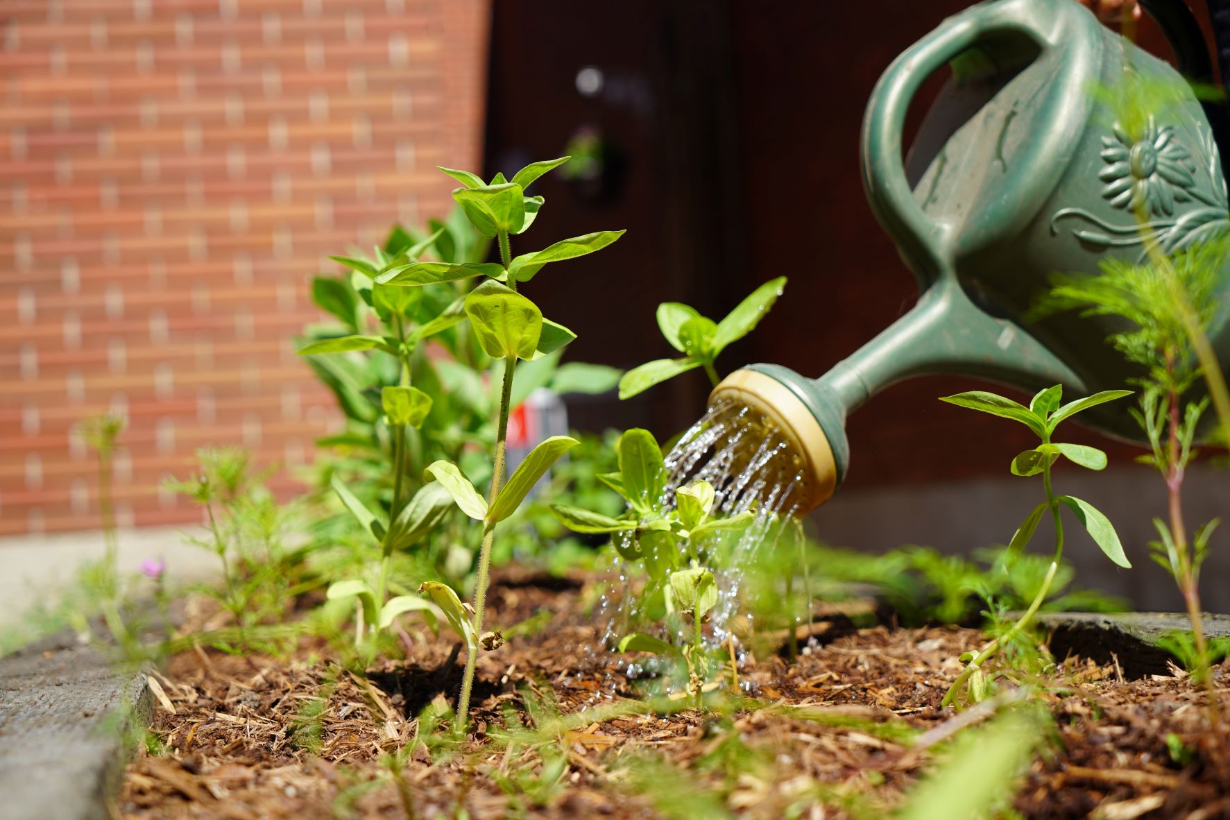 Wellness Garden