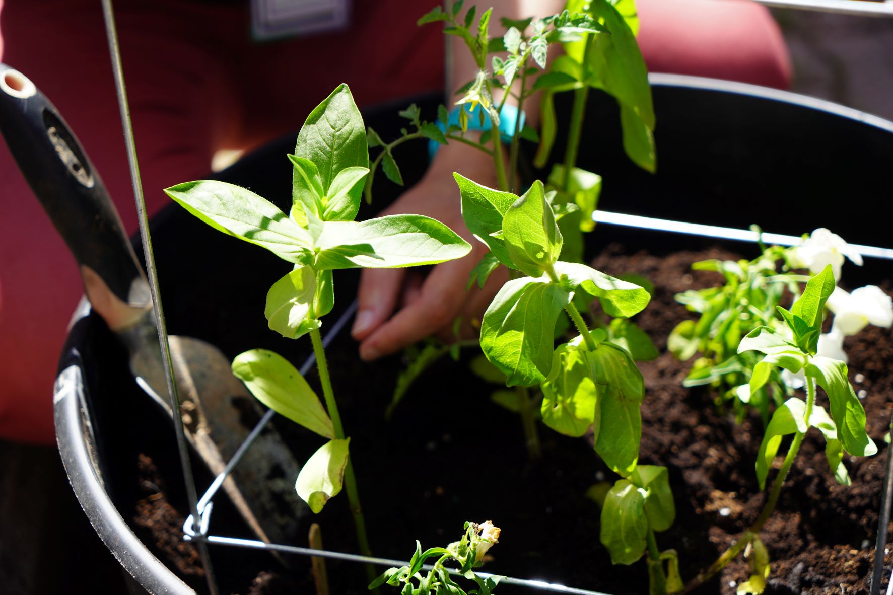 Wellness Garden