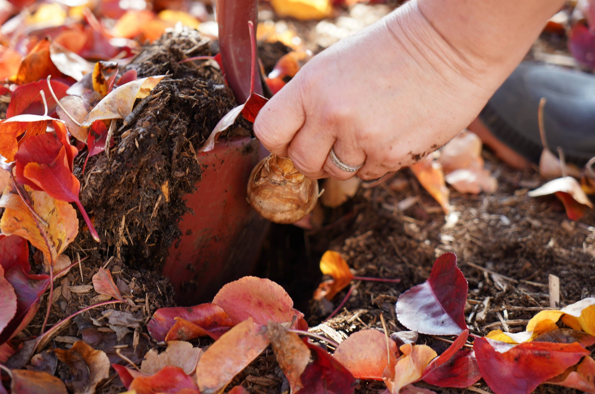 Tulip Planting