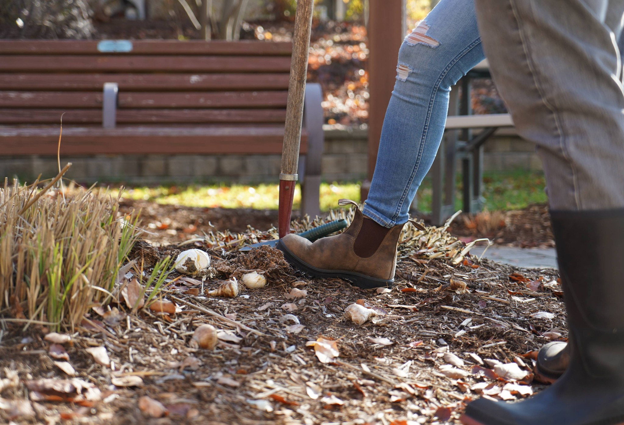 Tulip Planting