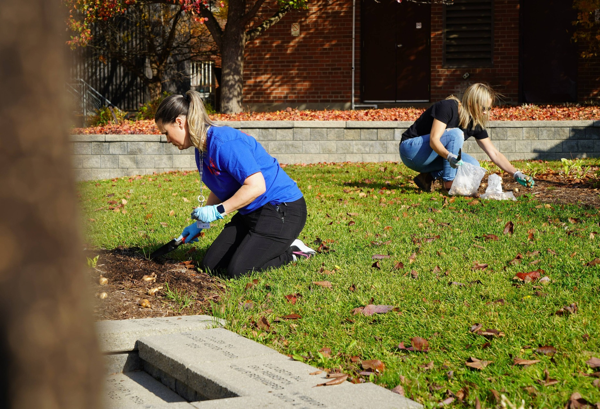 Tulip Planting