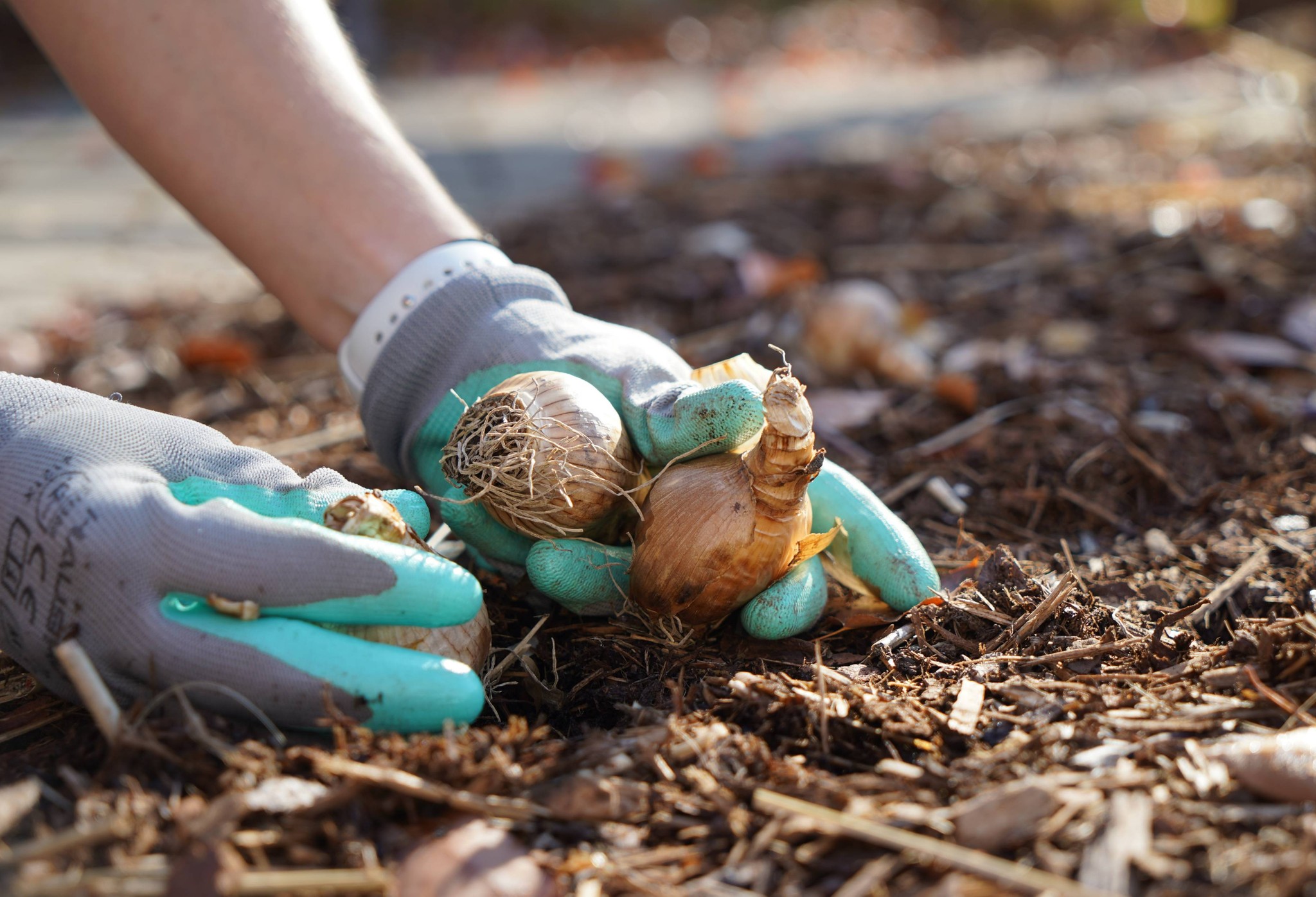 Tulip Planting